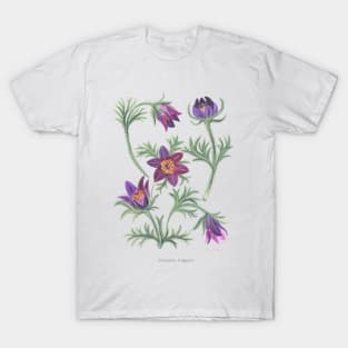 Pasque Flower T-Shirt